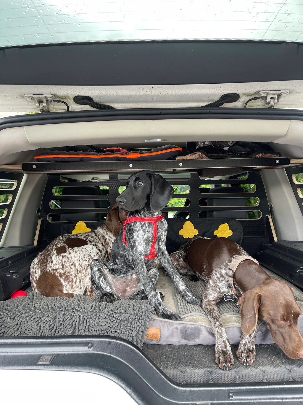 Three dogs in a car with a pet seat cover and a red harness with Hexamoto Dog Guard and Cargo Storage System on display