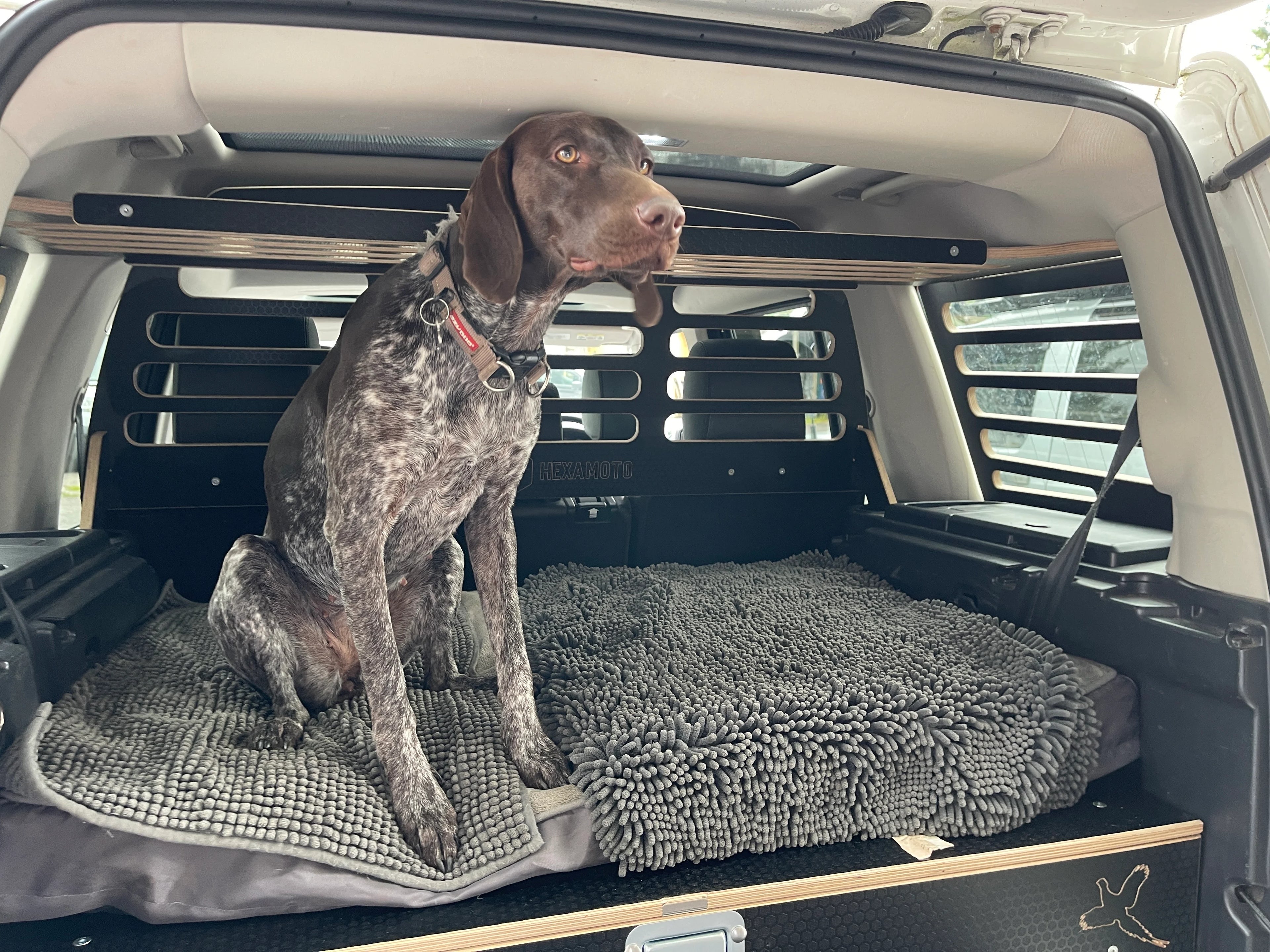 A dog sat on a bed in the back of a car showing Hexamoto Dog Guard, Cargo and Explorer drawer system