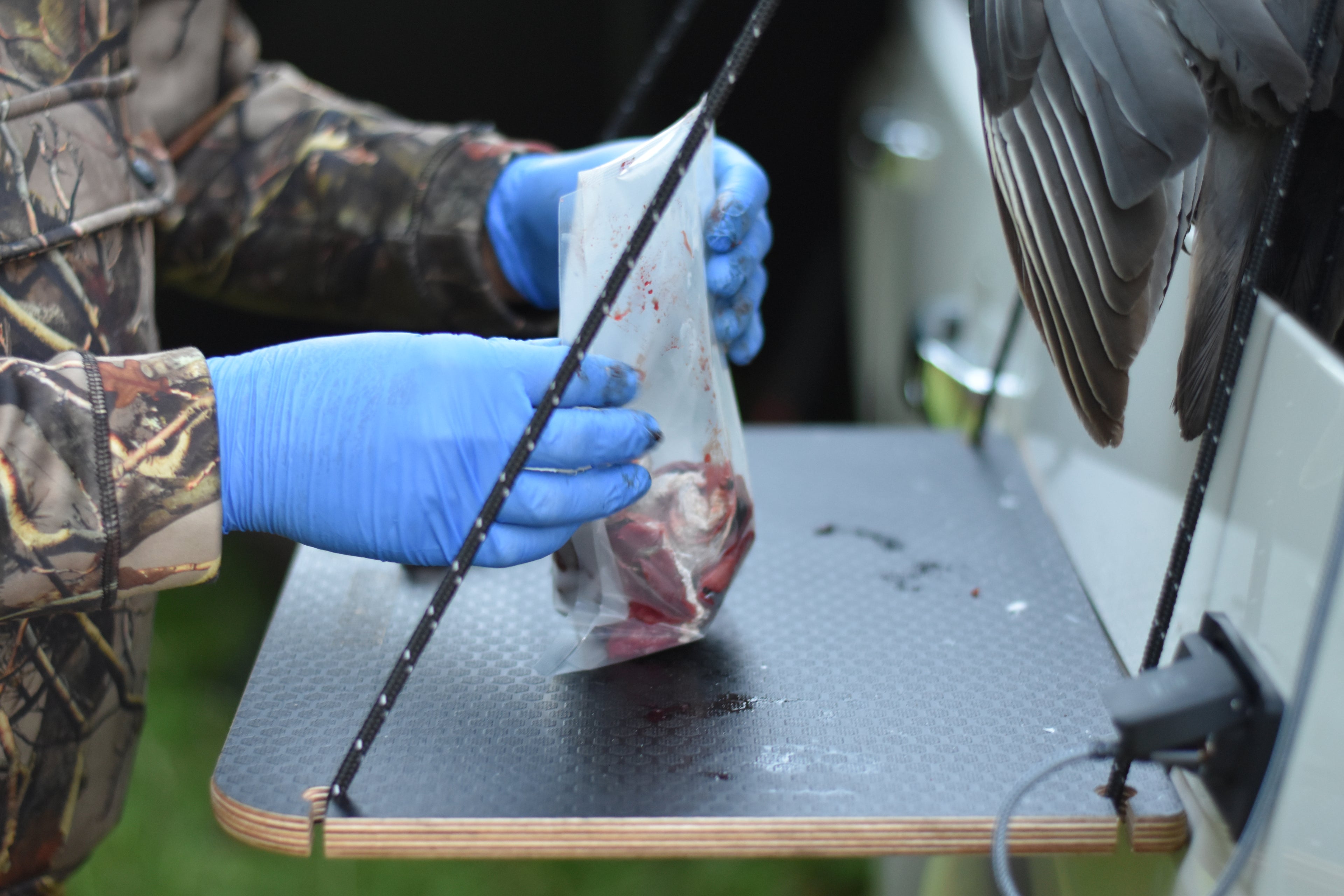 Person in camouflage jacket and blue gloves handling a bag of meat on a table outdoors.
