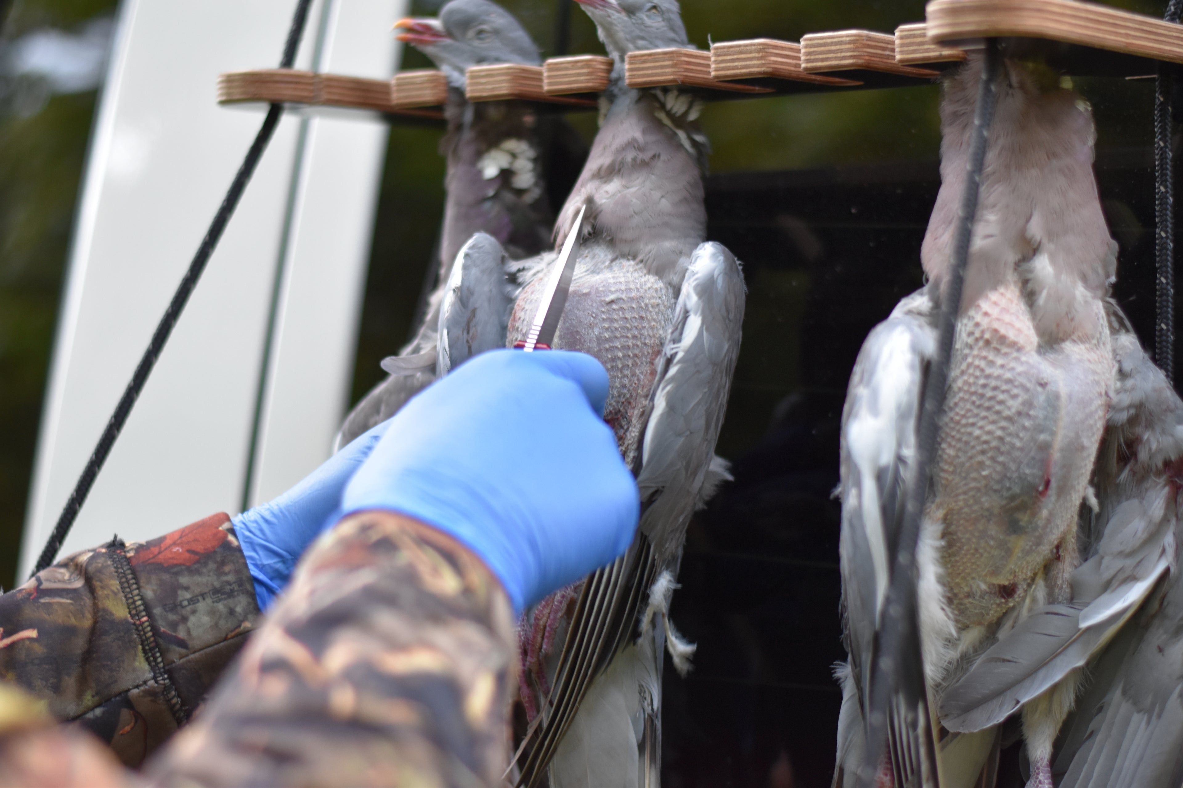 Person handling hunted birds with blue gloves in a natural setting, with a knife against the breast bone