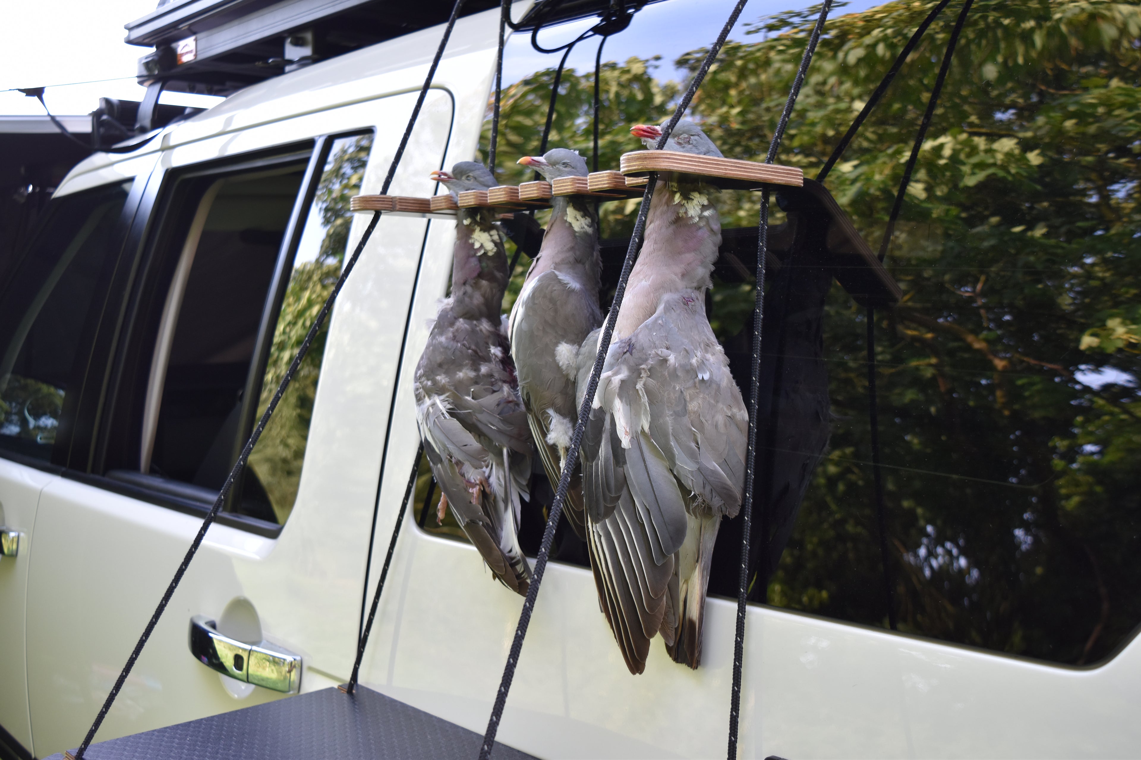 Three dead Pigeons hanging from a wooden hanger on a vehicle with a forest reflection in the vehicle window